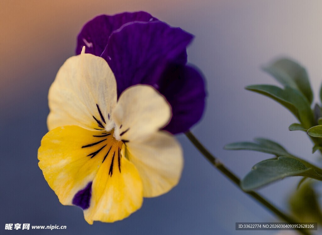 三色堇花朵特写