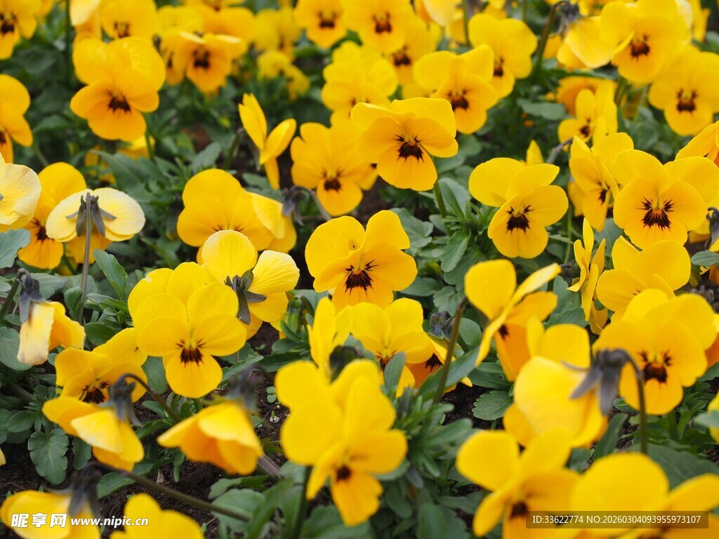 黄色三色堇花海