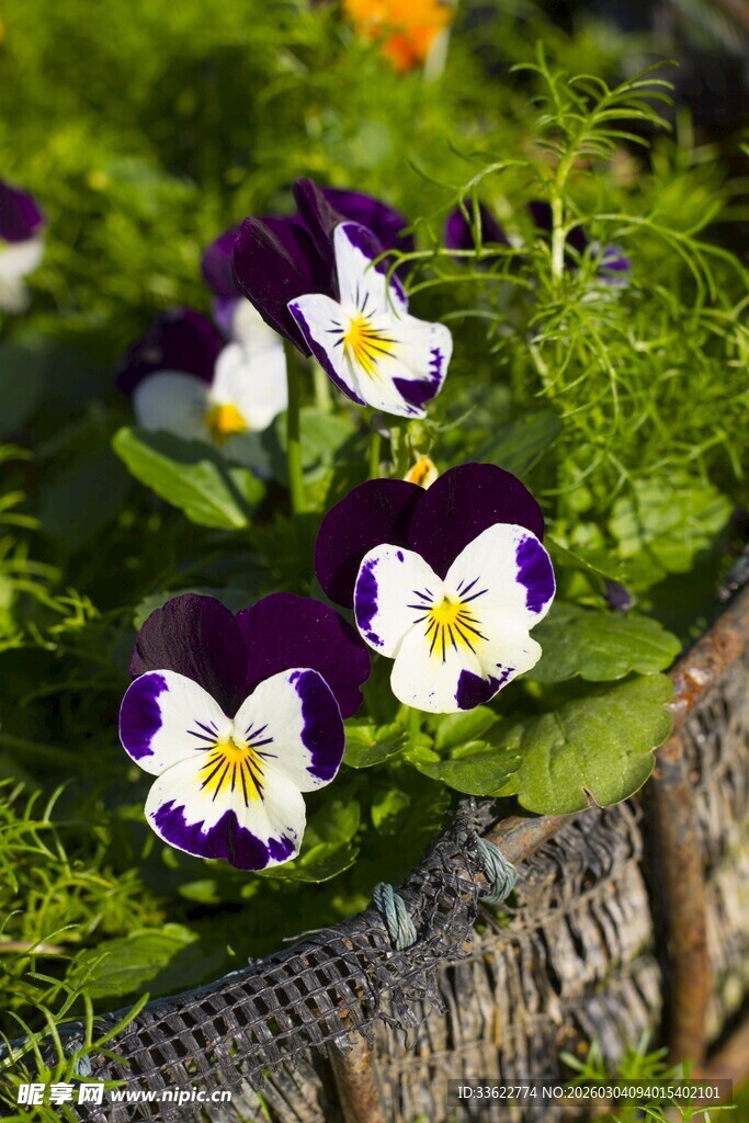 三色堇绽放于绿植间