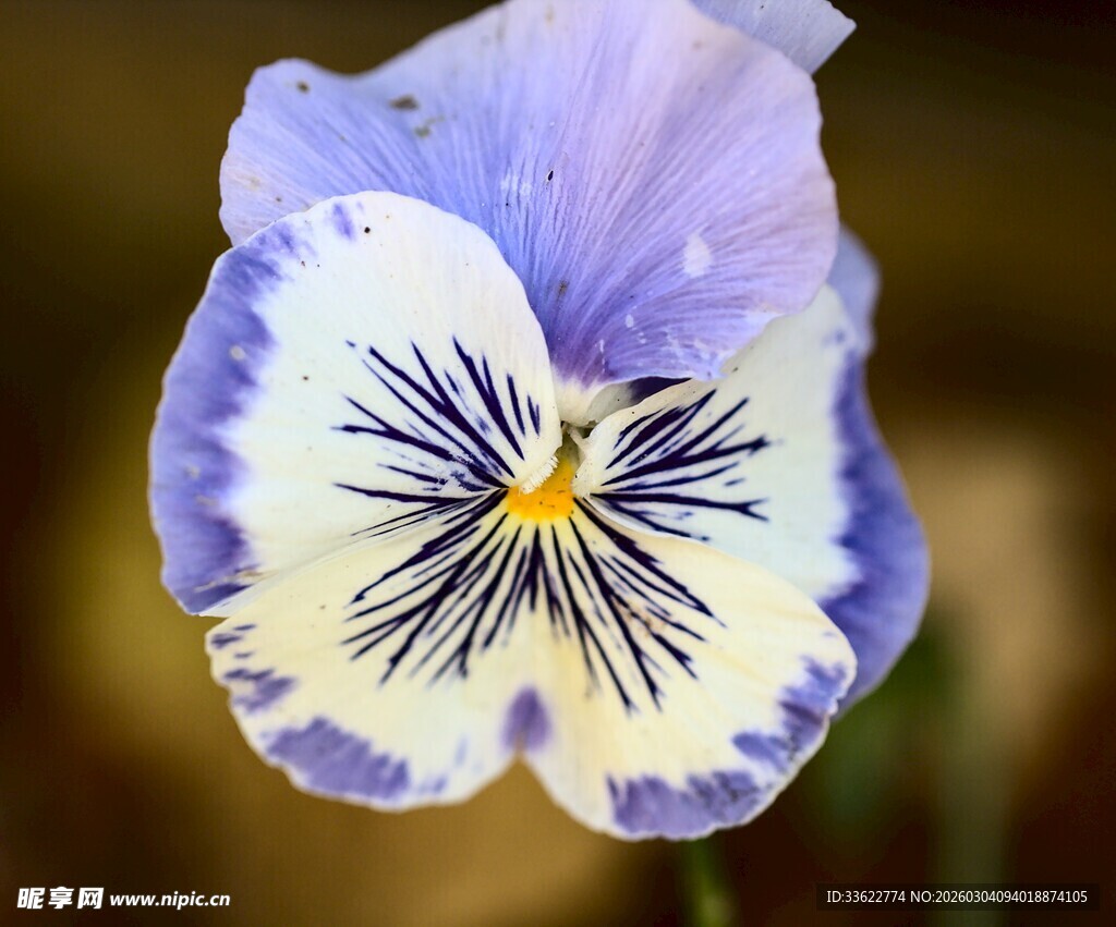 蓝白三色堇花朵特写