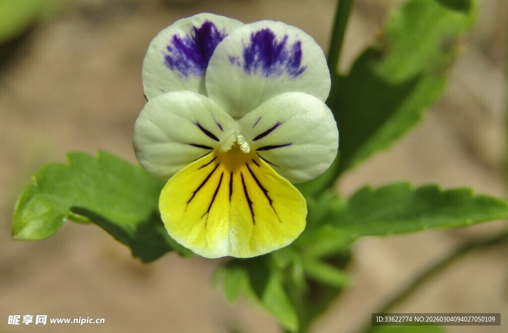 三色堇花朵特写