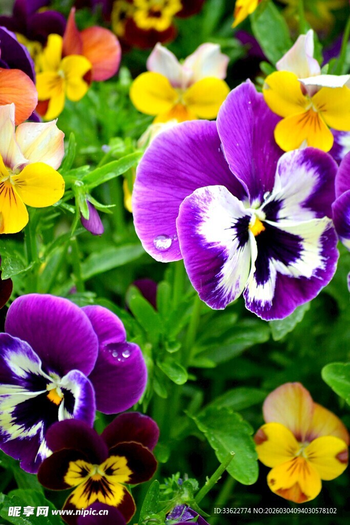 多彩三色堇绽放生机