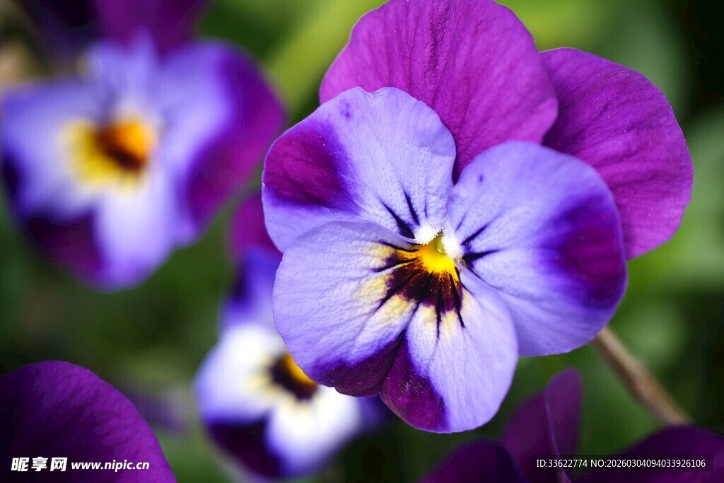 紫色三色堇花朵特写