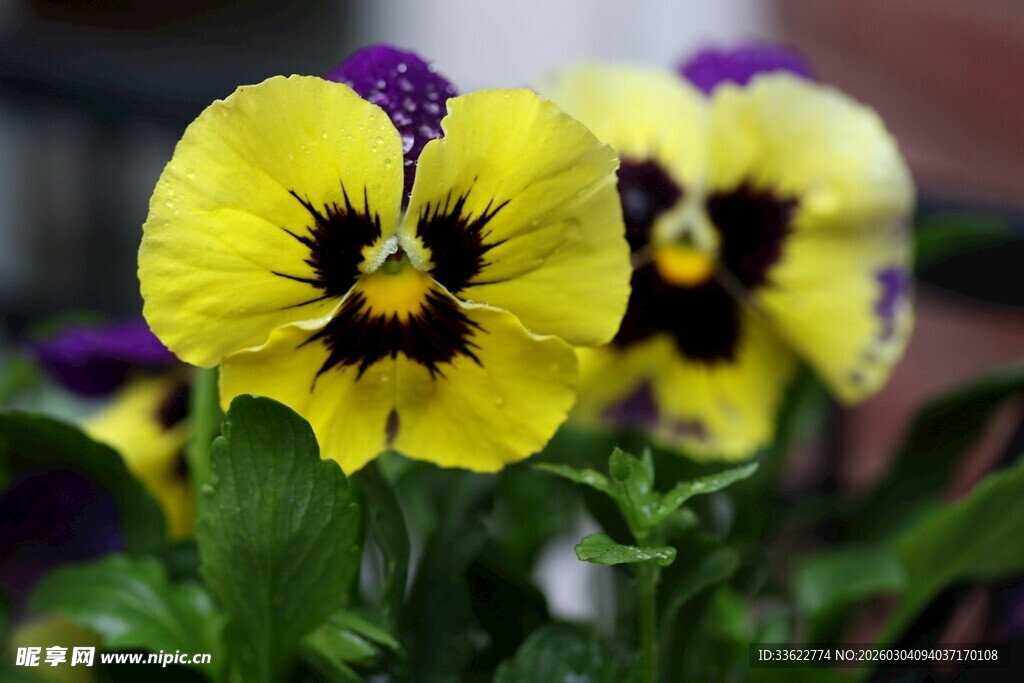 黄色三色堇绽放