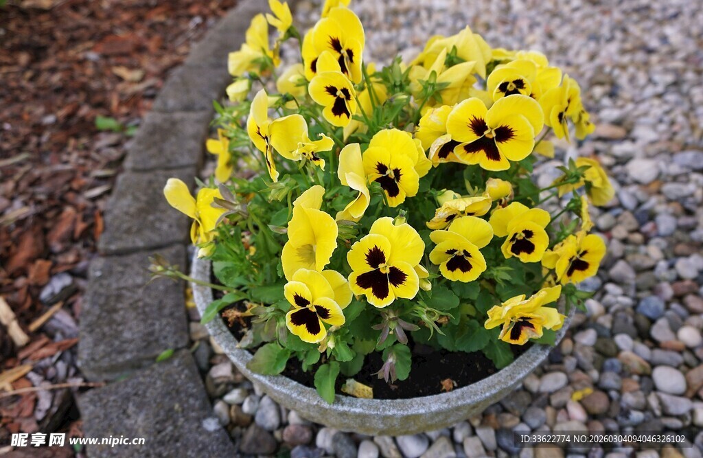 盆栽三色堇绽放明艳花朵