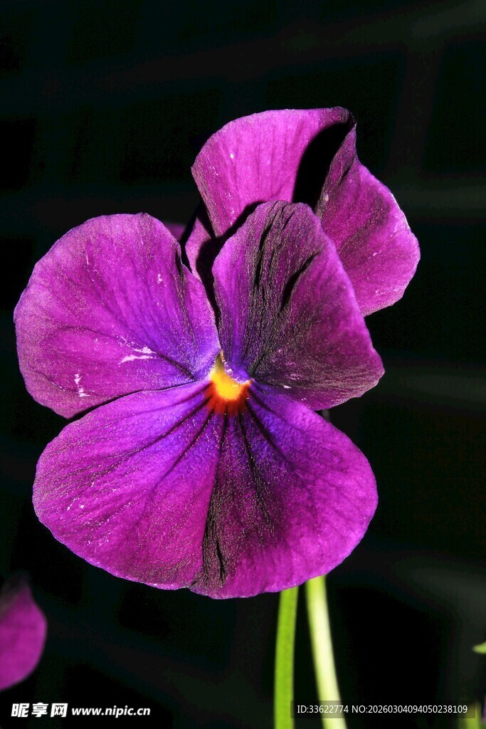 紫色三色堇特写
