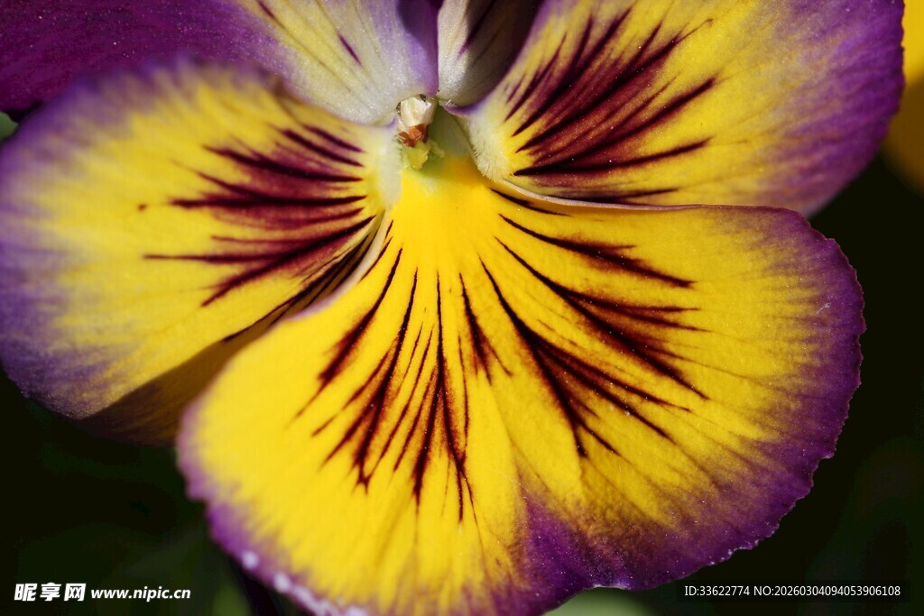 三色堇花朵特写