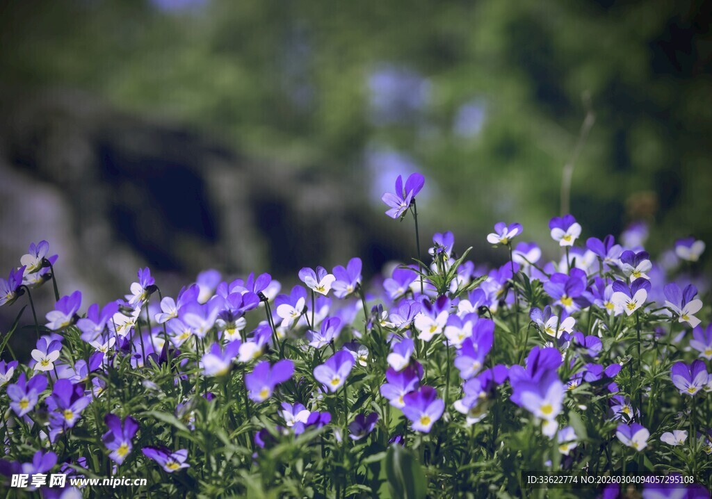 紫色小花绽放生机