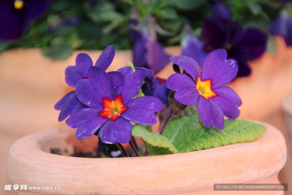 陶盆中的美丽紫色报春花