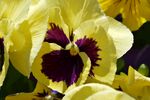 黄色三色堇特写