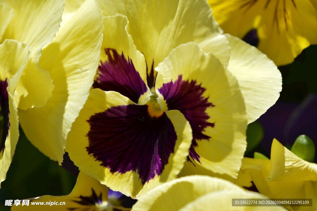 黄色三色堇特写