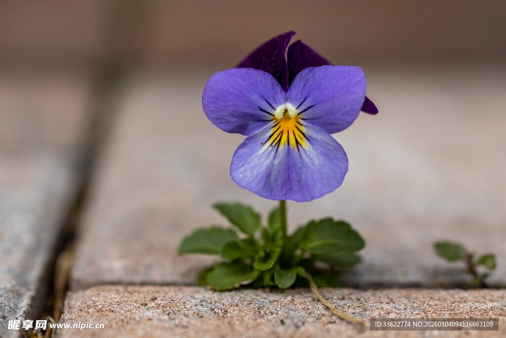 紫色三色堇绽放于石缝