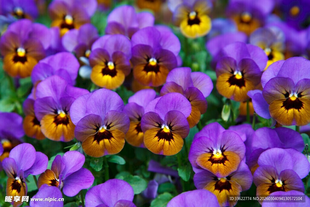 紫色三色堇花卉特写