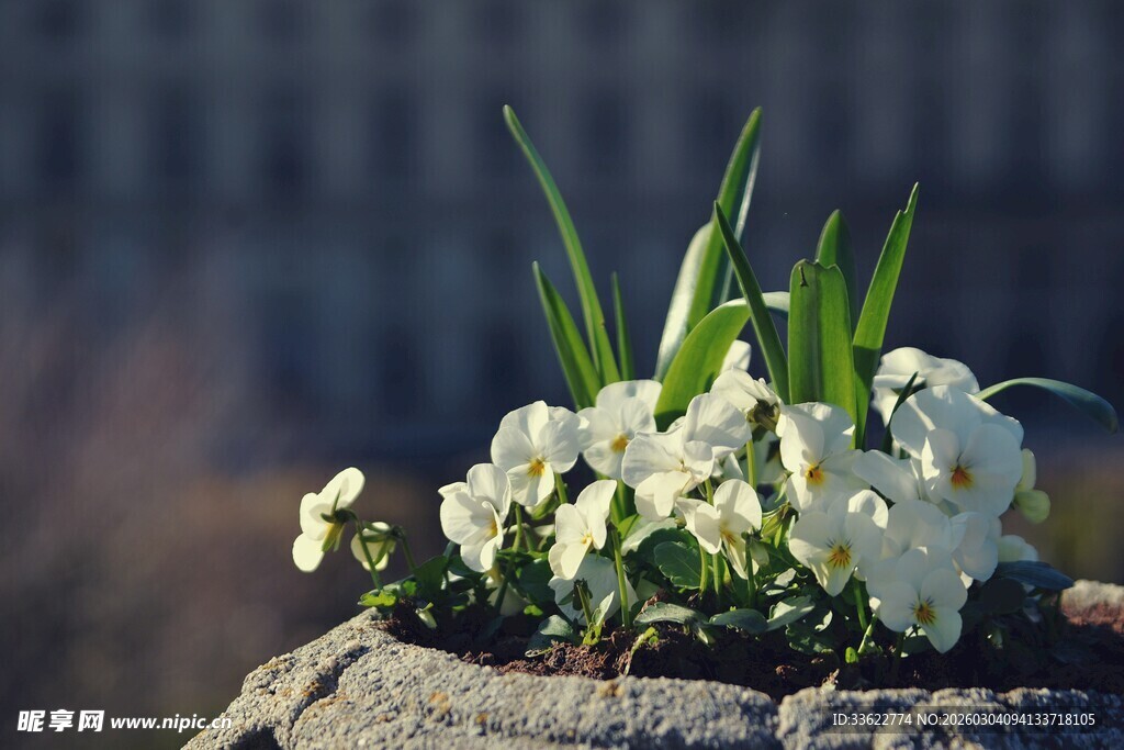 石盆中绽放的清新白花朵
