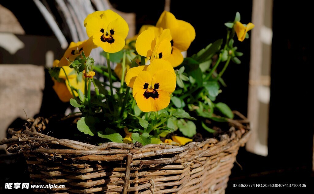 篮中盛放的鲜艳三色堇