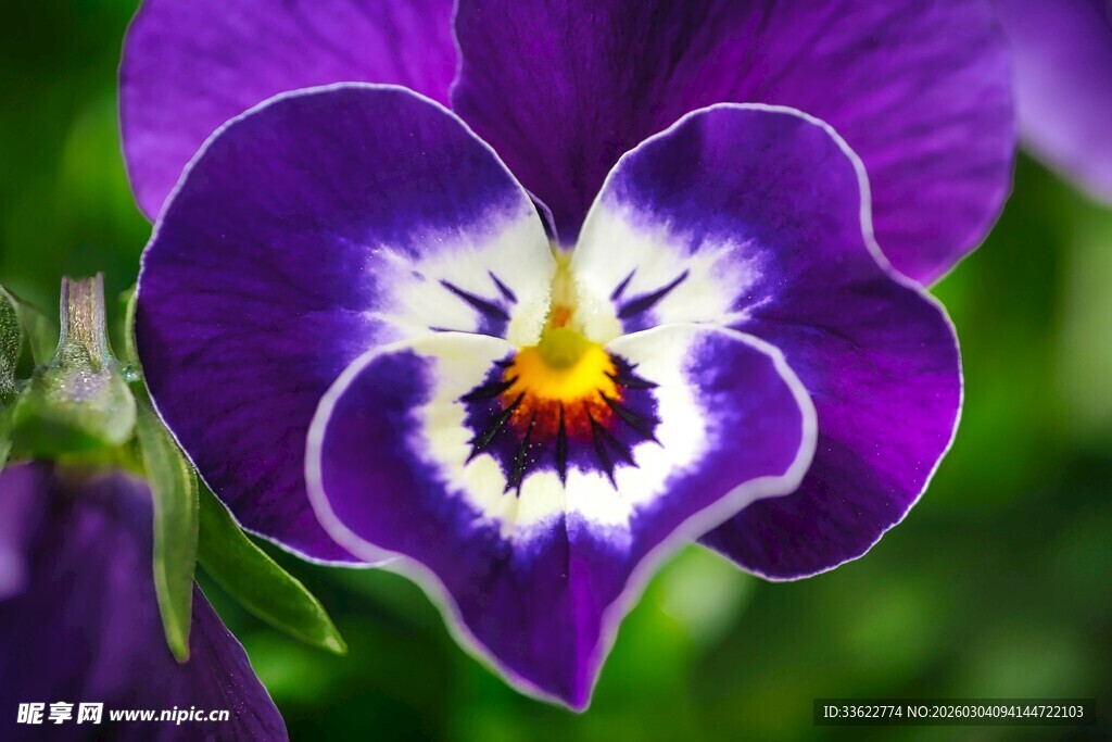 紫色三色堇特写