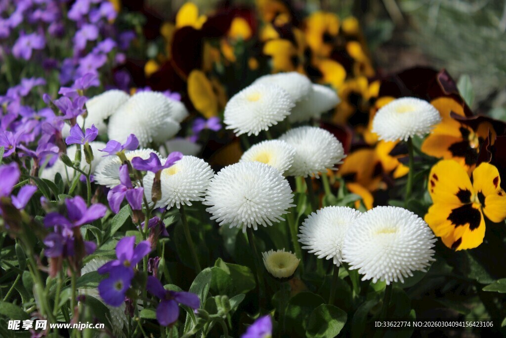 多彩花卉绽放美丽瞬间