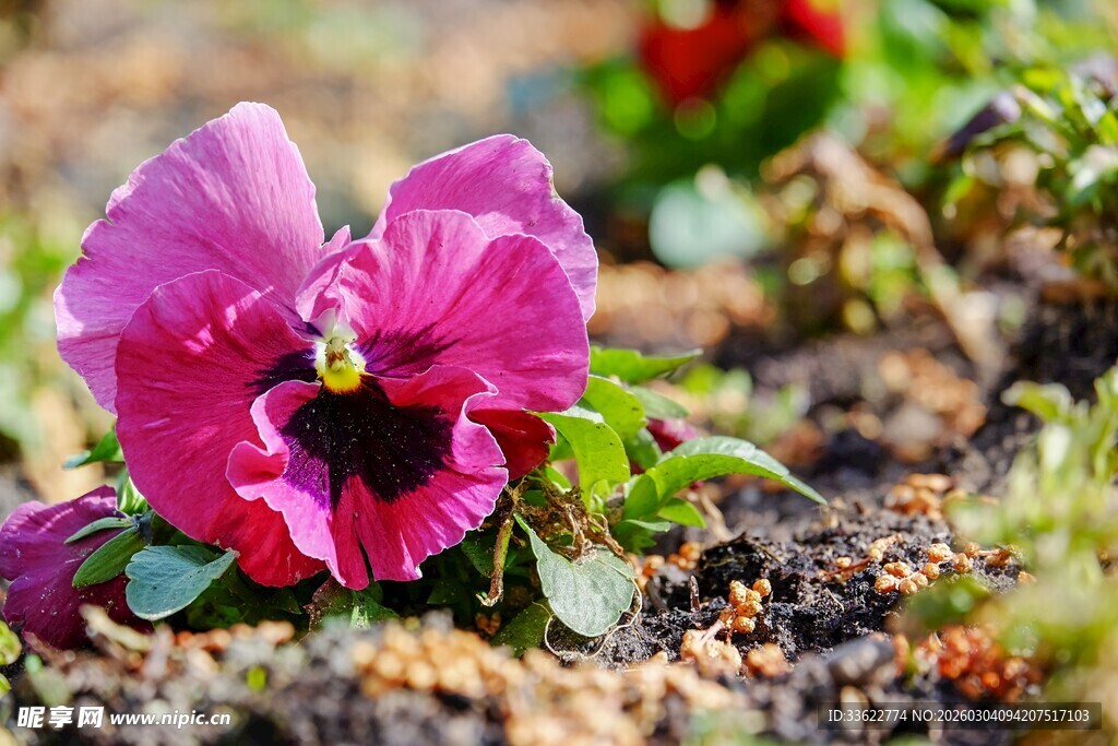 娇艳三色堇绽放于泥土间