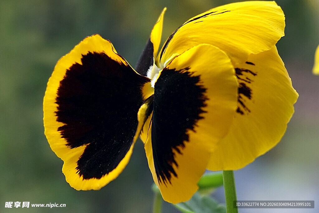 黄色黑纹蝴蝶特写