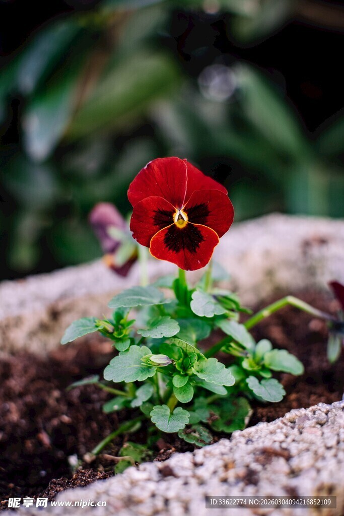 娇艳三色堇绽放于石间