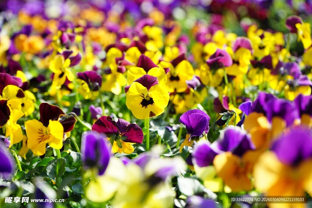 多彩三色堇花海