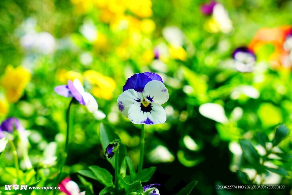 多彩三色堇绽放于绿意中