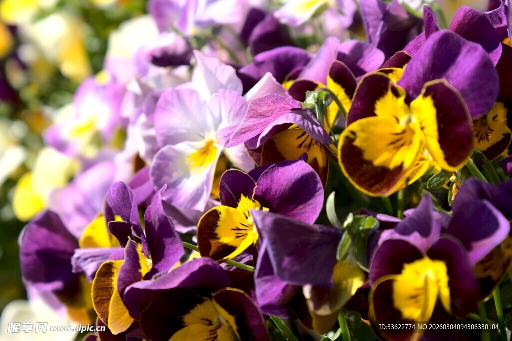 紫色三色堇花卉特写