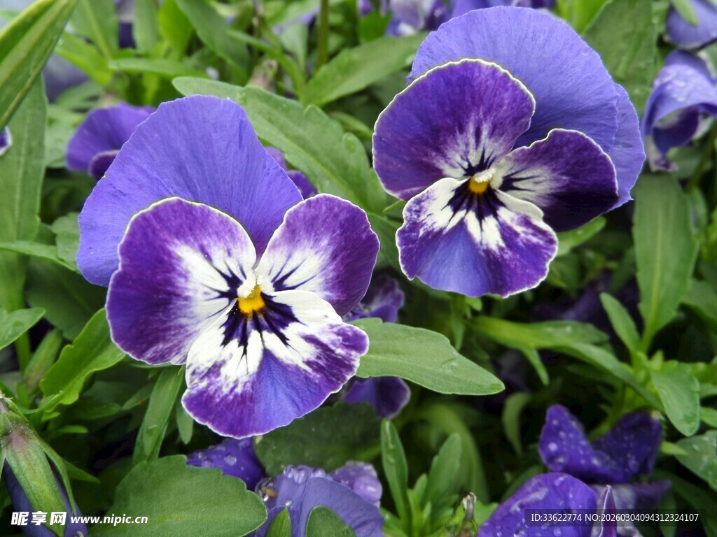 紫色三色堇绽放