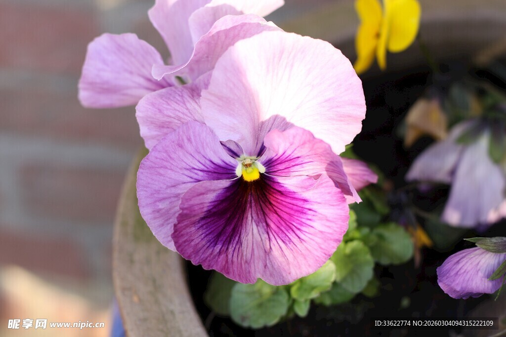 紫色三色堇特写