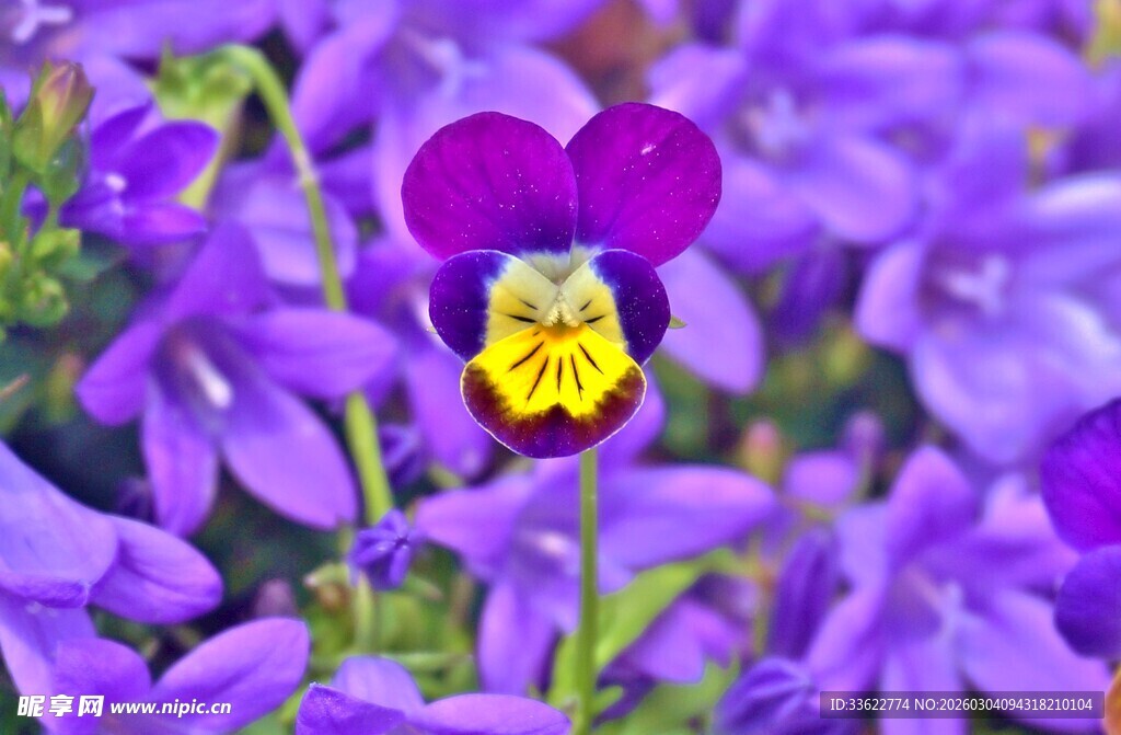 紫色三色堇绽放的美丽