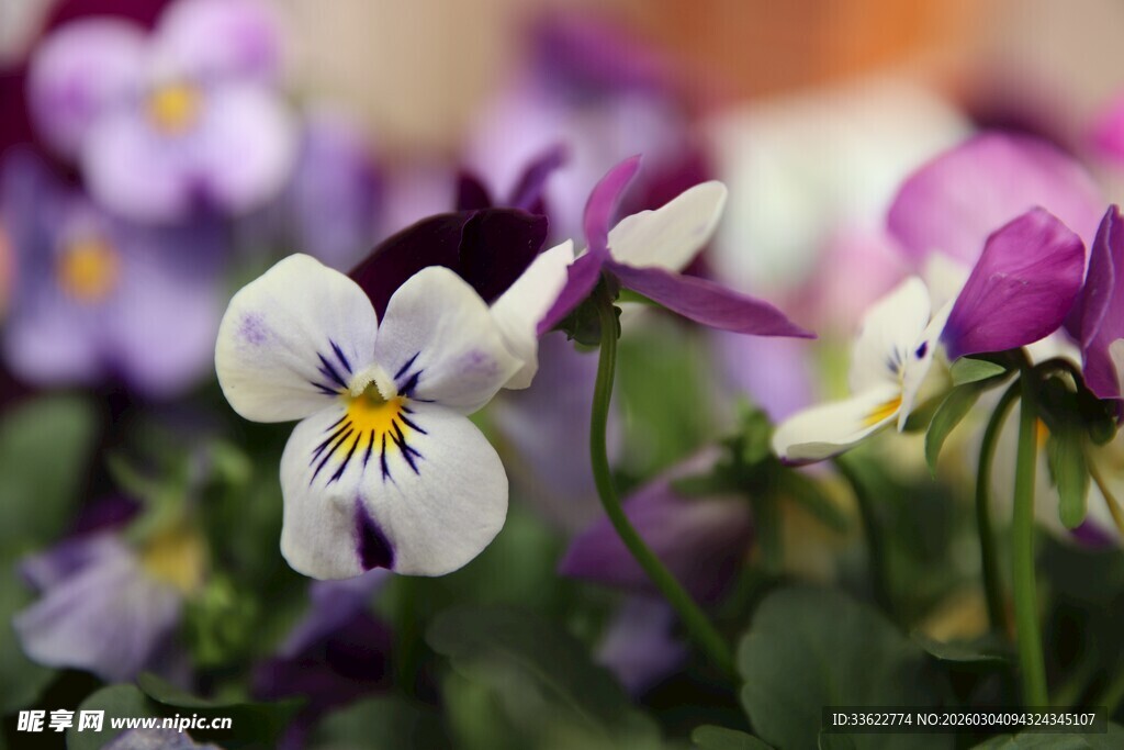 三色堇花卉特写