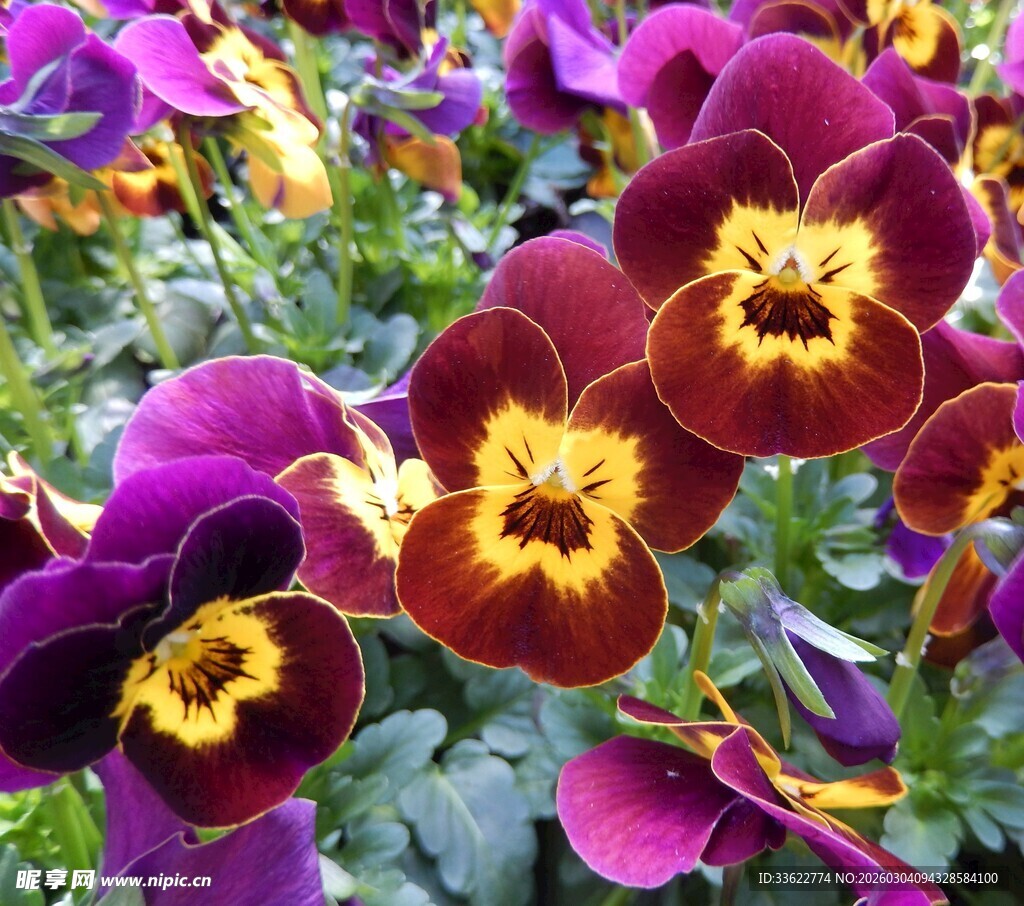 三色堇花卉特写