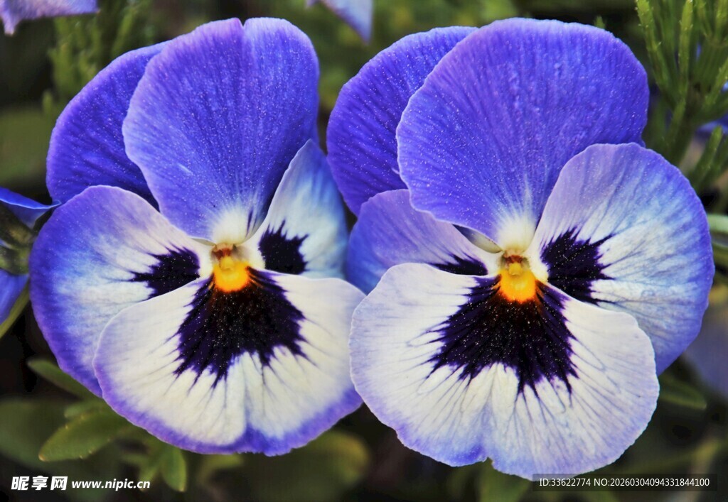 三色堇花朵特写