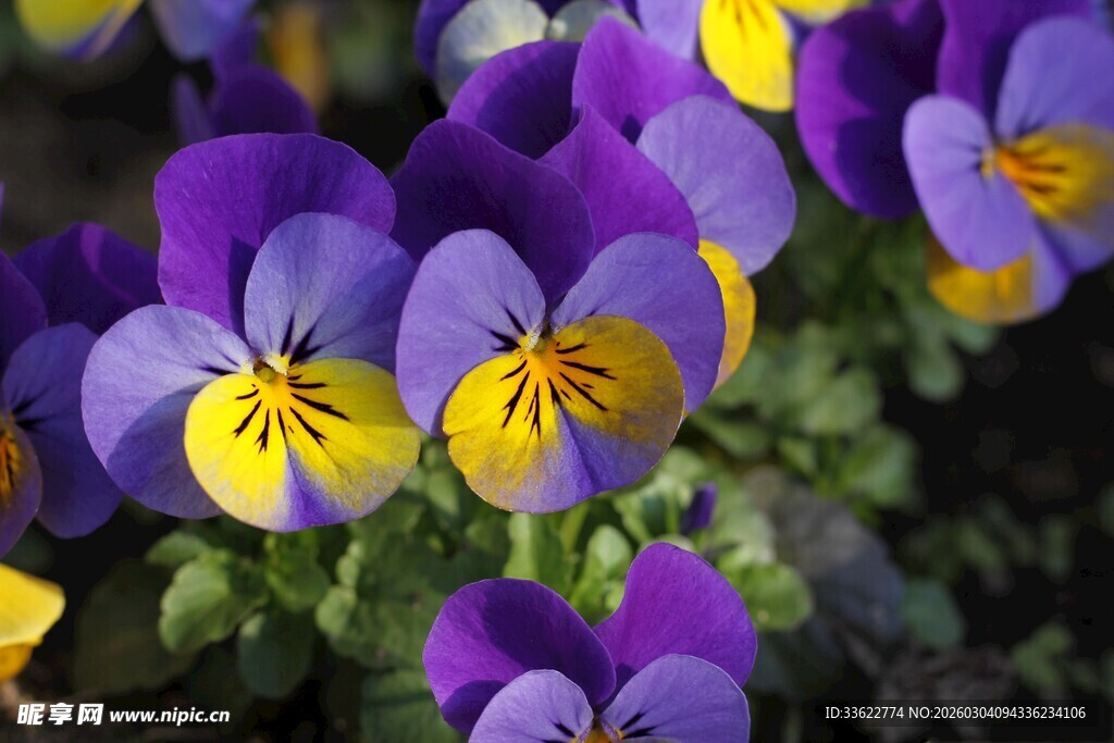 紫色三色堇花卉特写