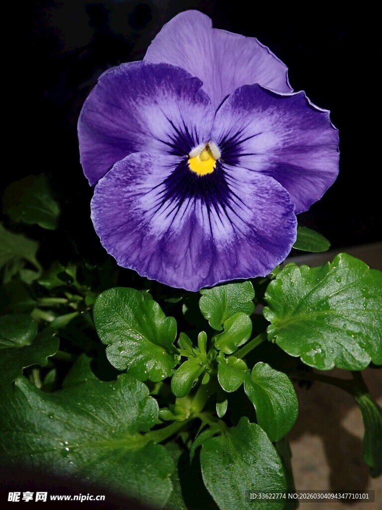 紫色三色堇花卉特写