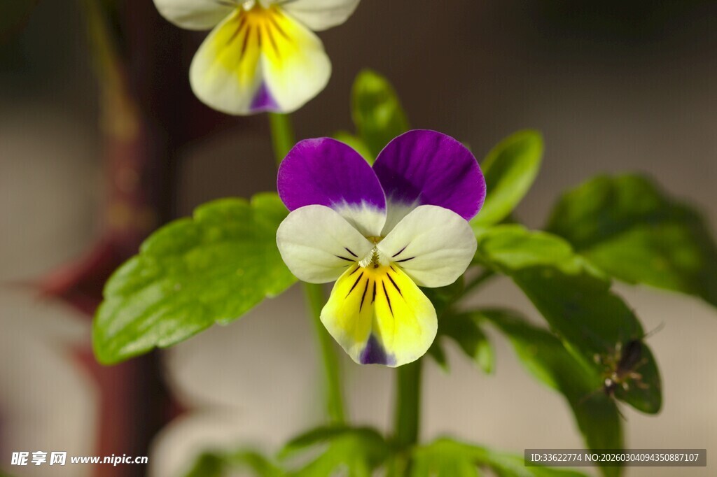 三色堇花朵特写