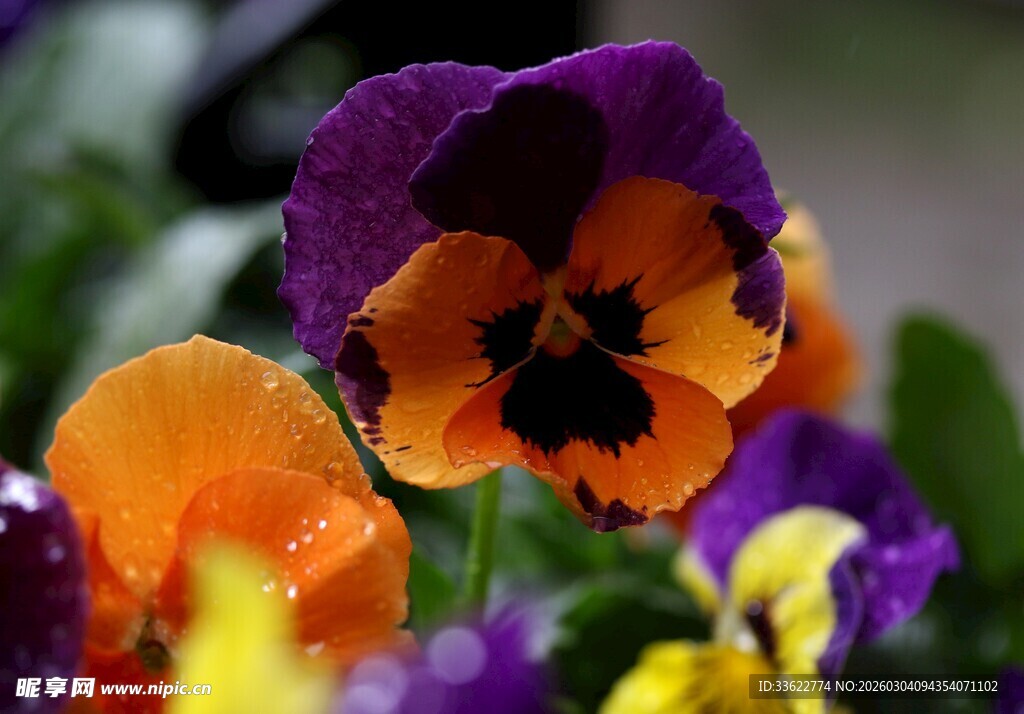 多彩三色堇绽放