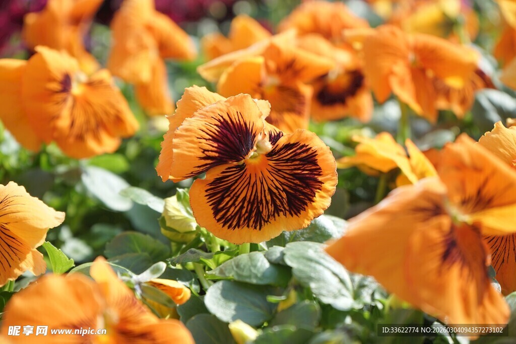 橙色三色堇绽放