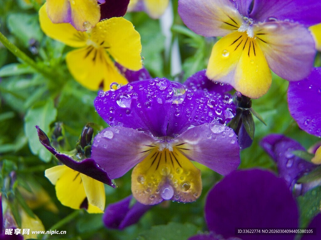 紫黄三色堇绽放带露珠
