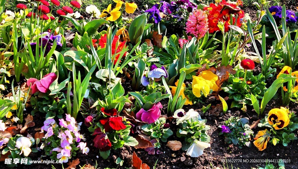 多彩花卉绽放的美丽景象