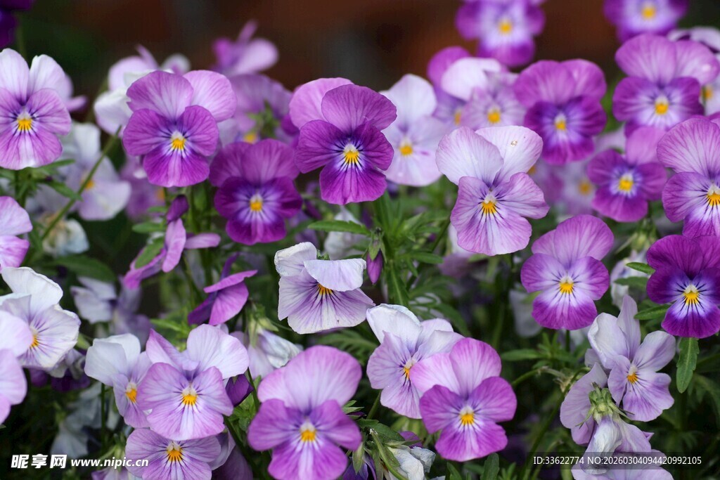 紫色三色堇花卉特写