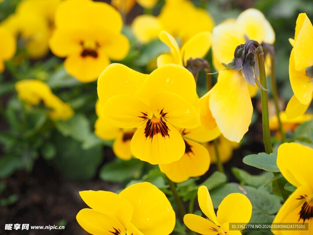黄色三色堇绽放美景