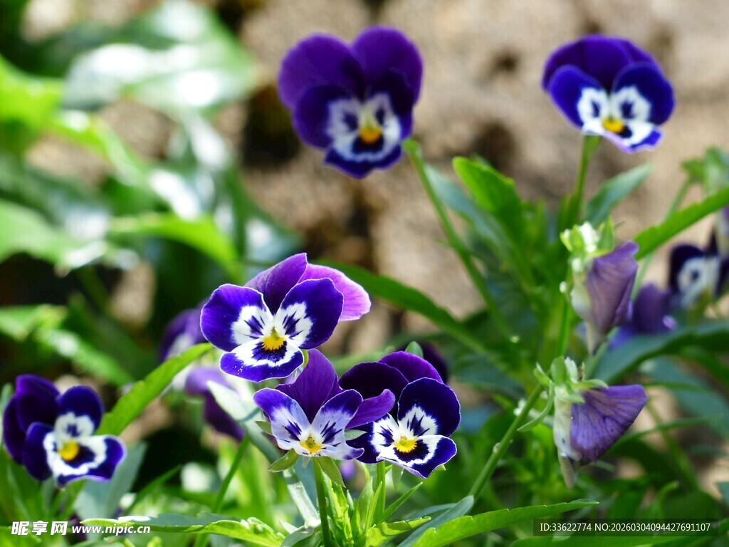 紫色三色堇花卉特写