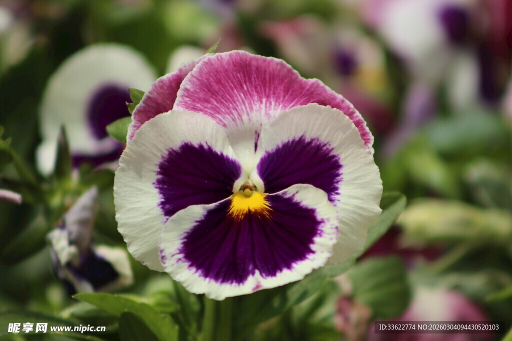 三色堇花朵特写