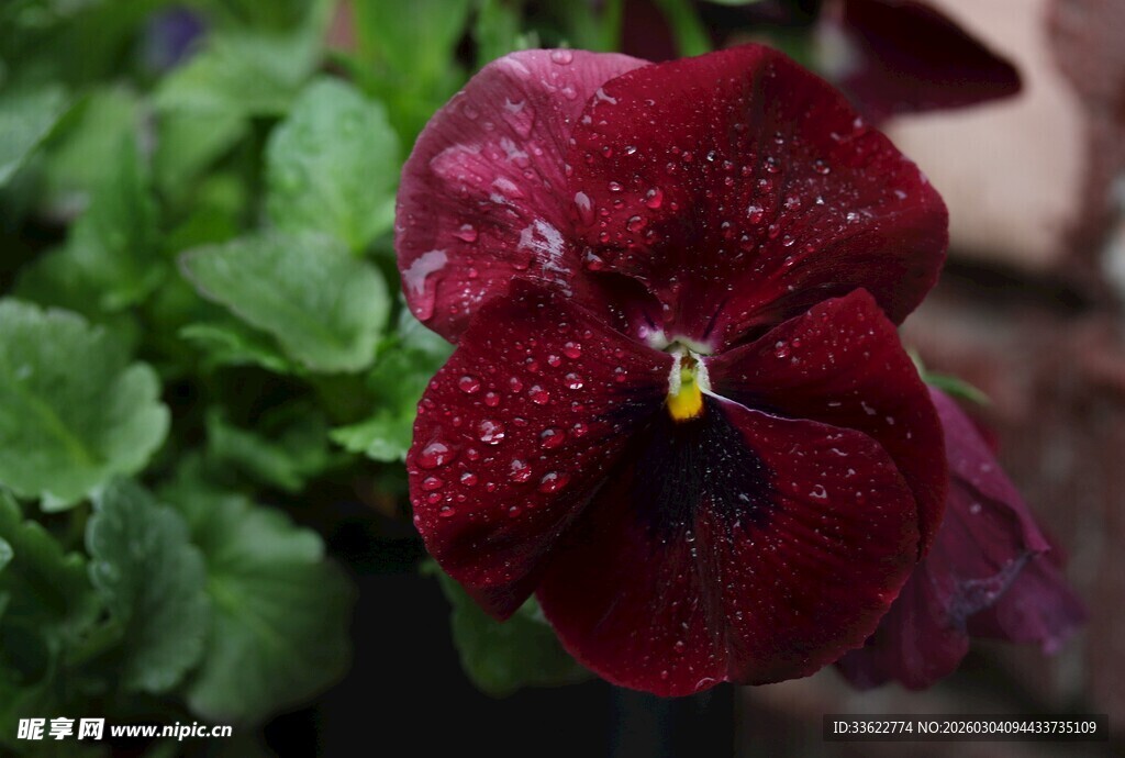 深紫三色堇带露绽放