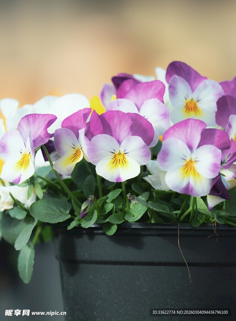 三色堇盆栽花卉特写