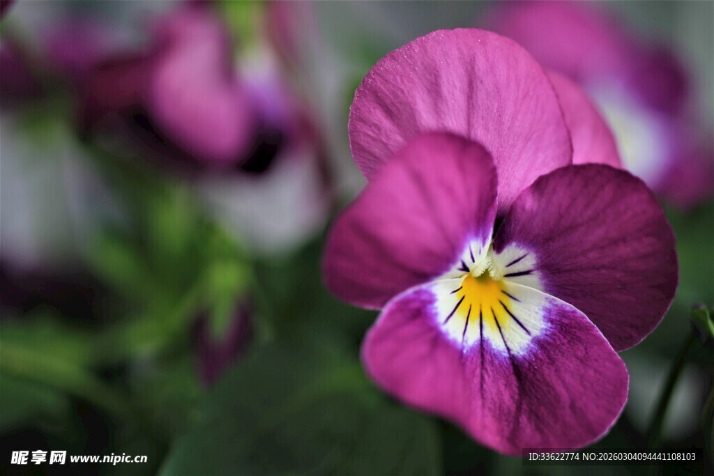 紫色三色堇特写