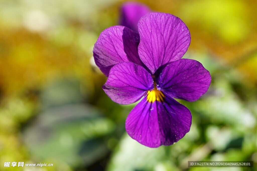 紫色三色堇特写
