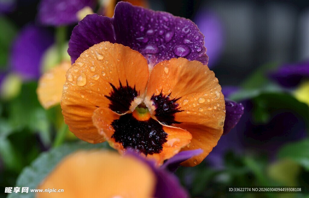 三色堇花朵特写