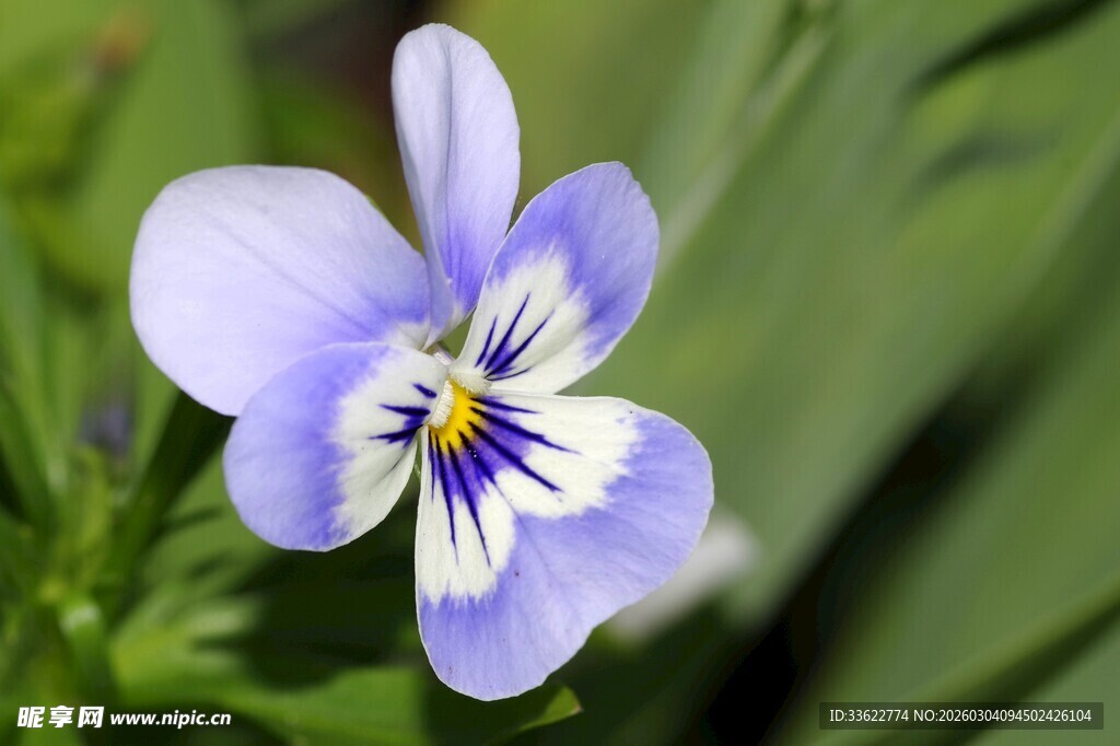 美丽三色堇花朵特写